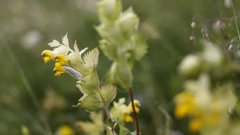 La claffa è ina flur melna che crescha or da pitschens satgins verds e pendan vid in fastì. 