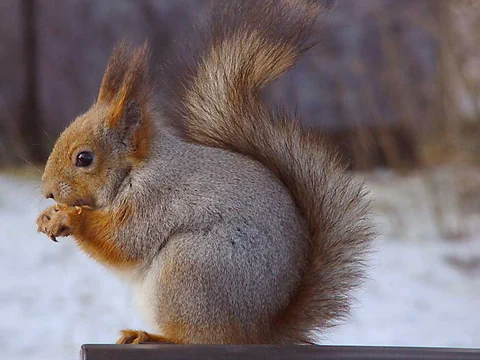 Eurasisches Eichhörnchen