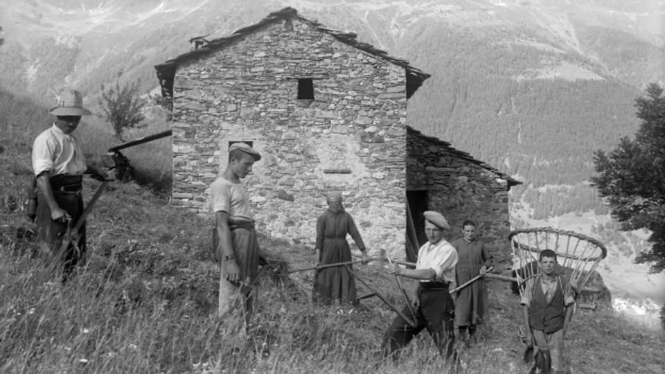 Raccolta da fain a Cavaione (Pitila) enturn il 1930.