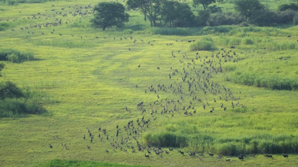 Sudan dal sid - Sis milliuns animals lactants migreschan en direcziun nord ed ost