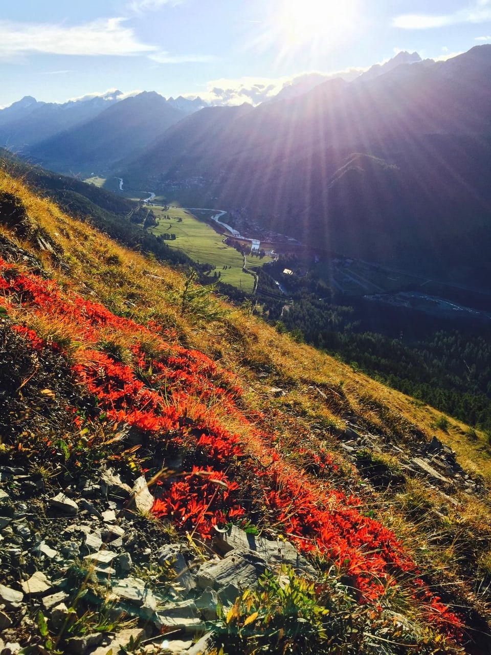 Berglandschaft mit roten Blumen und Sonnenschein.