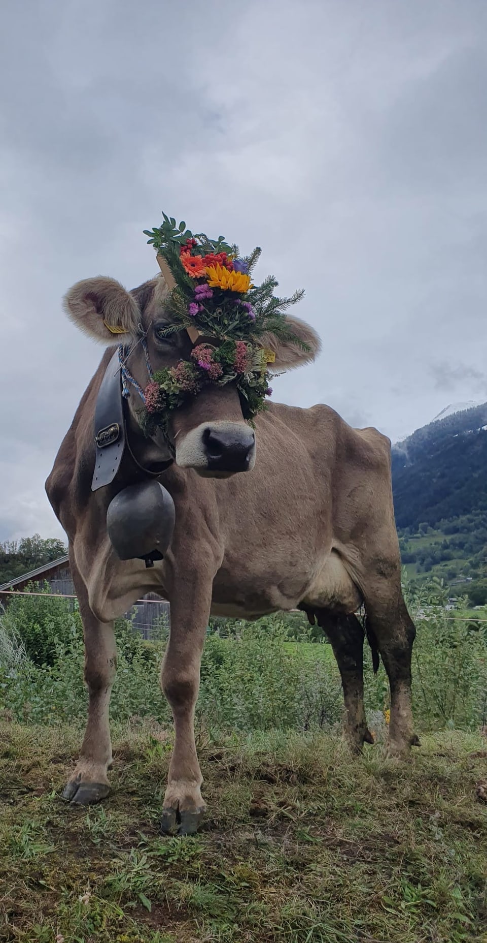 Alpabzug Graubünden Zignau