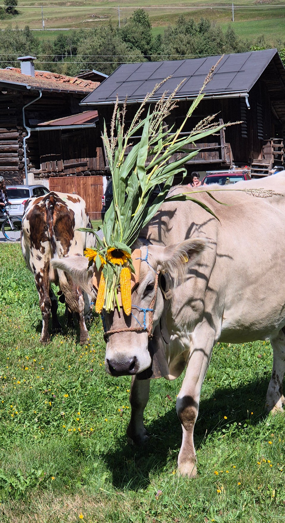 Alpabzug Graubünden Surrein