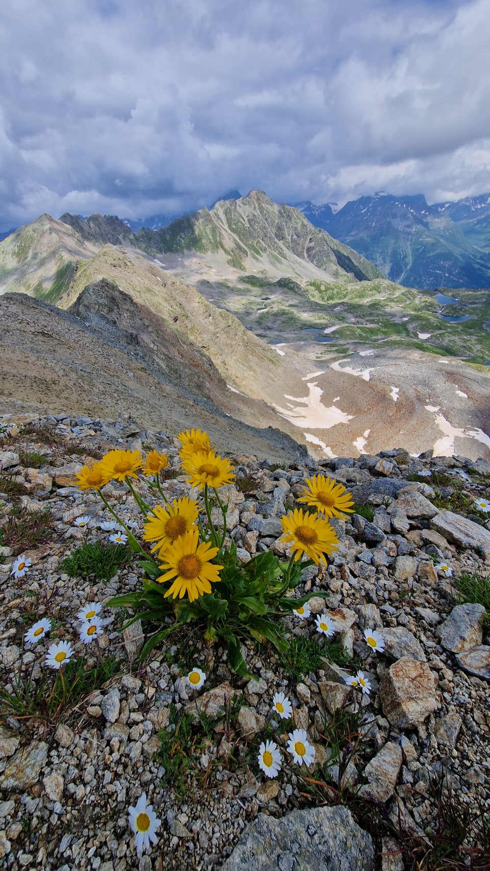 Berglandschaft mit gelben Blumen im Vordergrund.