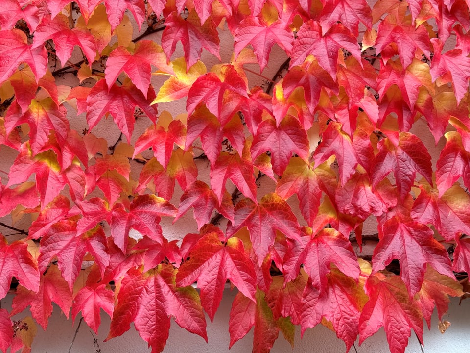 Nahaufnahme von roten Herbstblättern an einer Mauer.