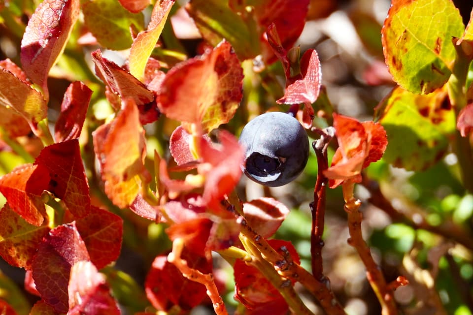 Eine Heidelbeere inmitten herbstlich gefärbten Blättern.