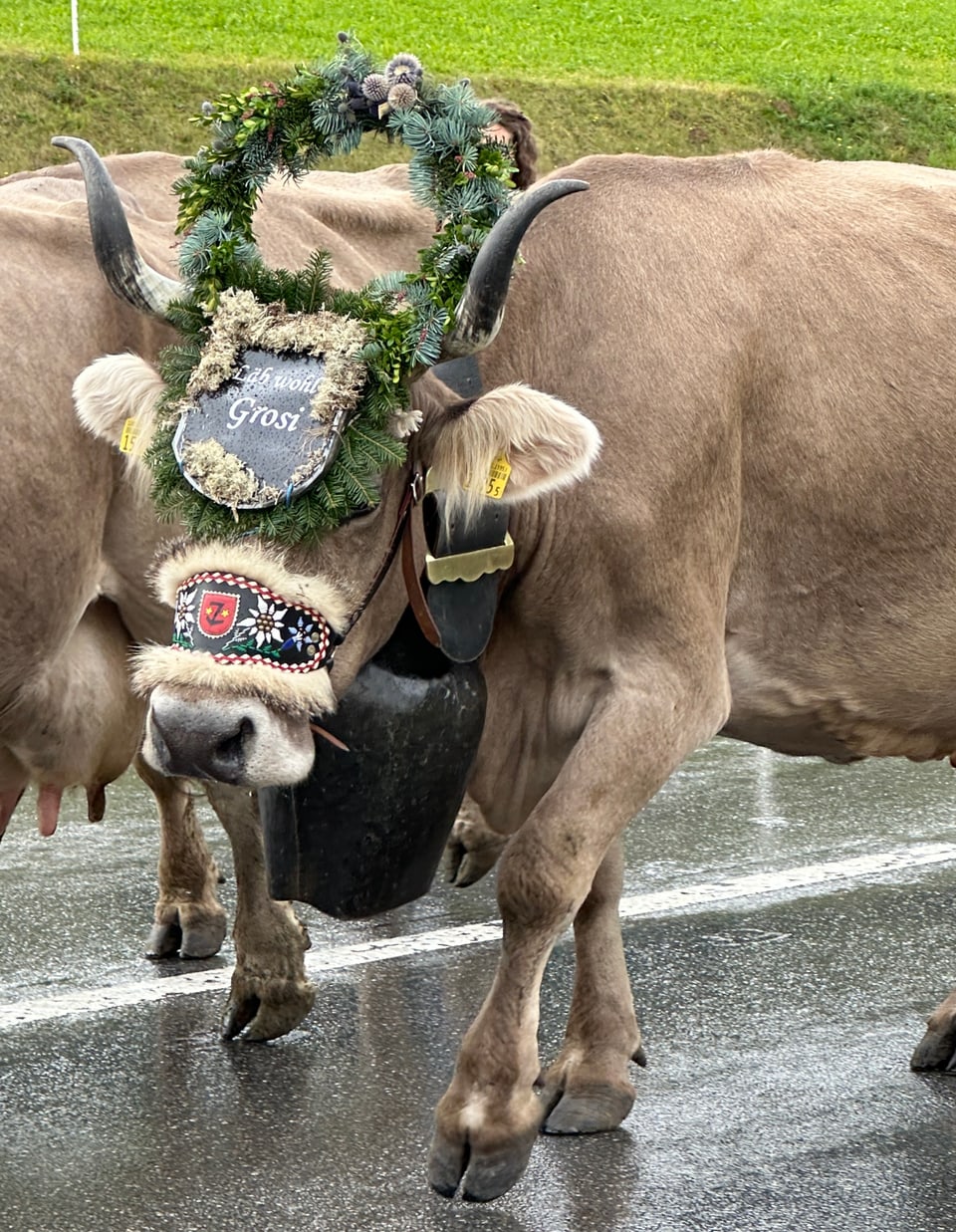 Alpabzug Graubünden Muster