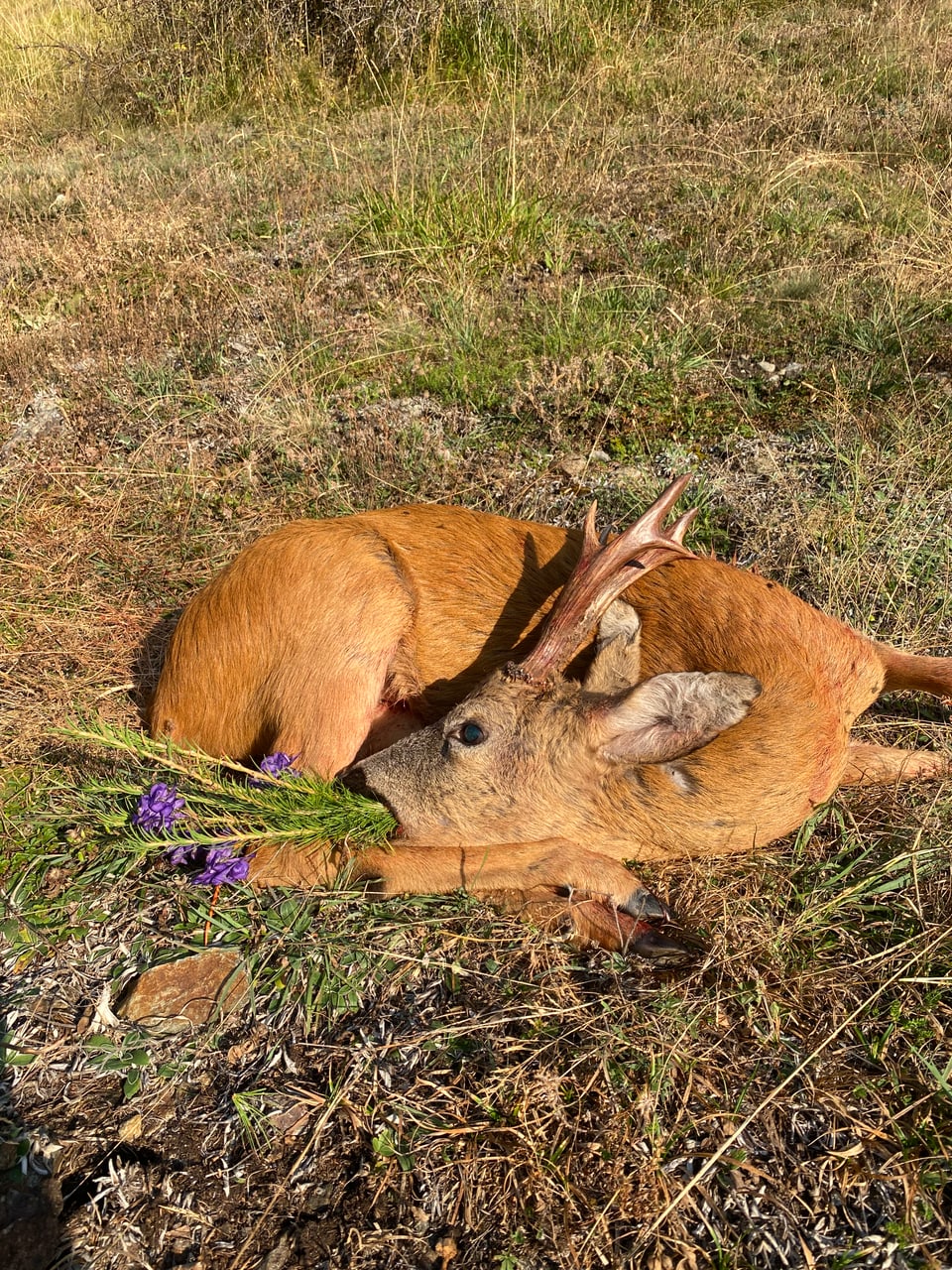 Liegendes Reh auf Gras mit lila Blumen.