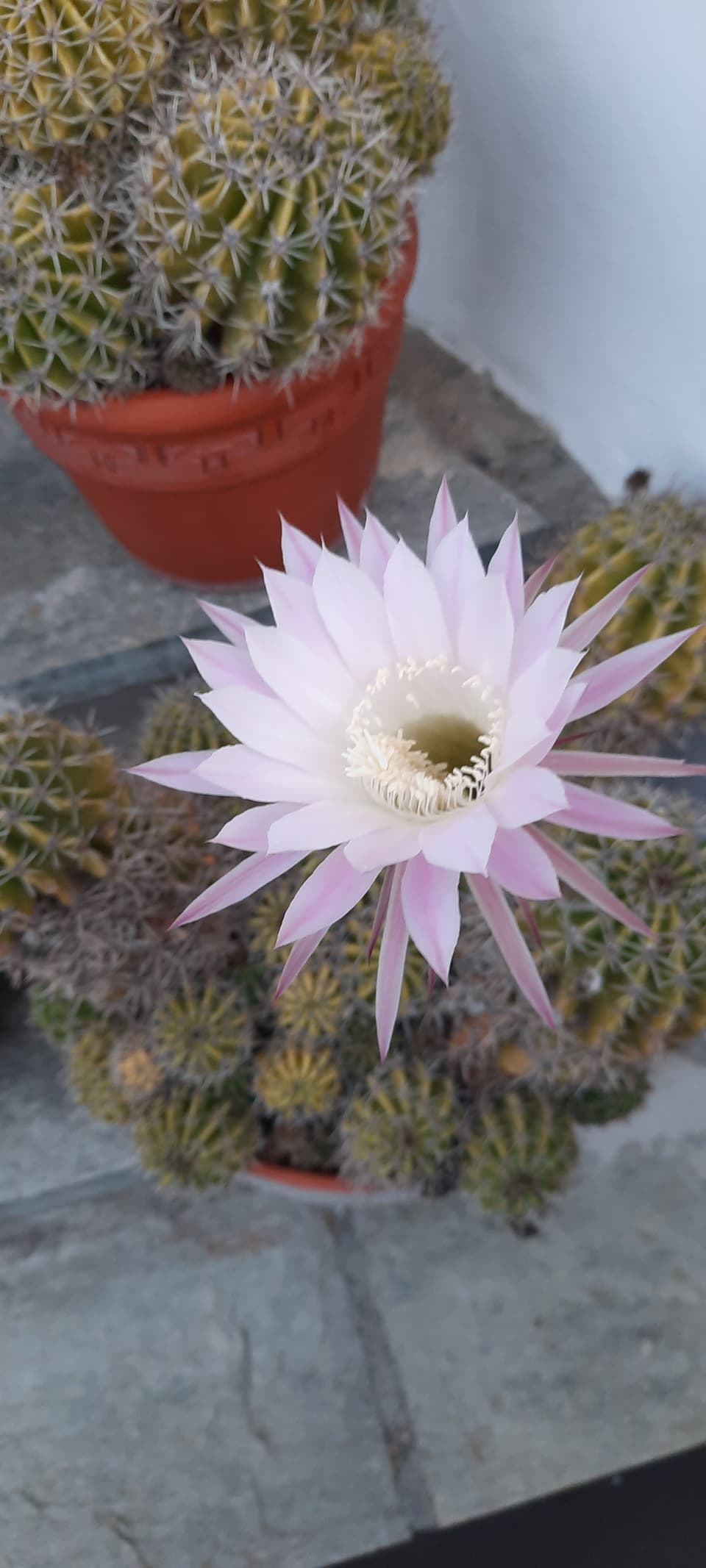 Kaktusblüte in einem roten Blumentopf.