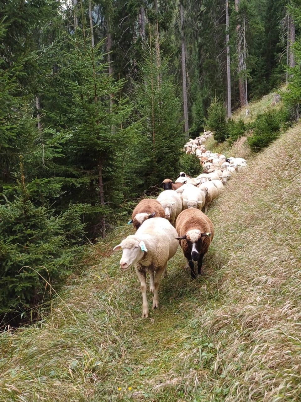 Alpabzug Schafe Graubünden Valsot 