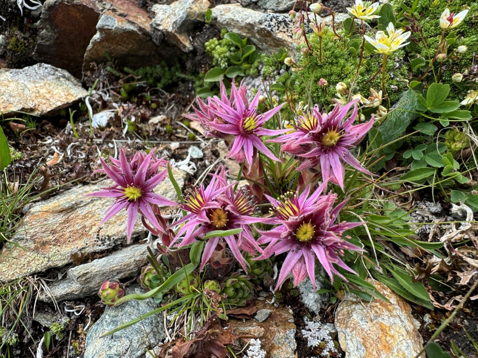 Purpurrote Blüten zwischen Felsen und Moos.