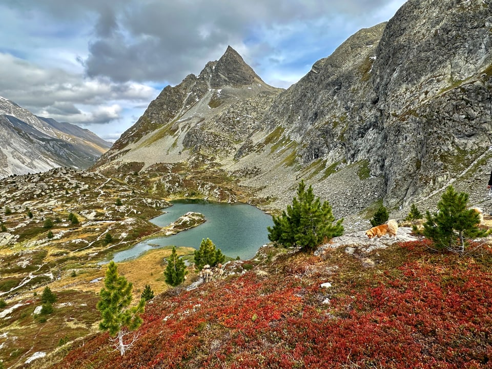 Alpine Landschaft mit Bergsee und roten Pflanzen im Vordergrund.