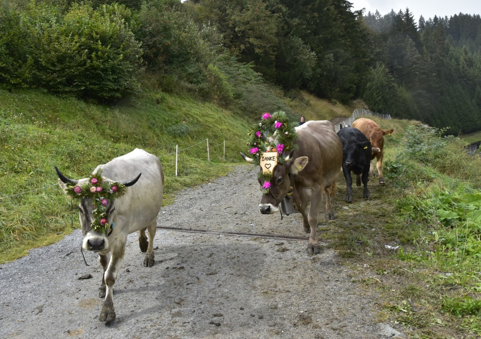 Alpabzug in Brigels