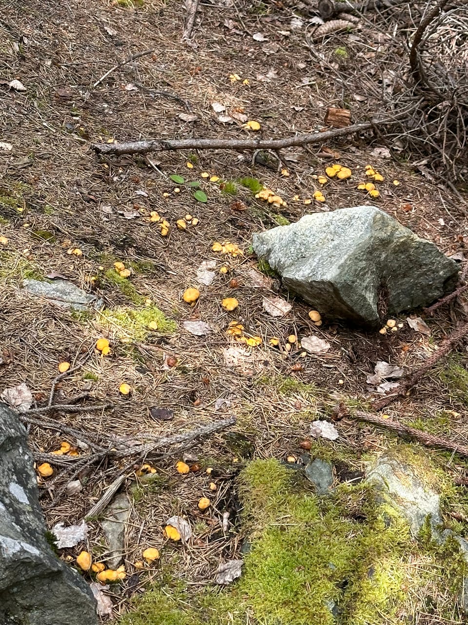 Gelbe Pilze auf Waldboden neben Stein.