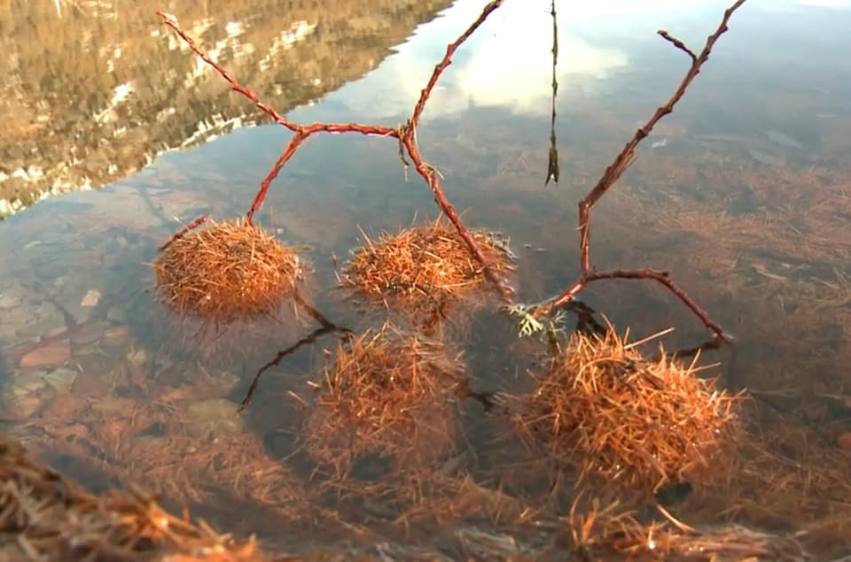 Die Silser Kugeln findet man in verschiedenen Grössen am Ufer des Silsersees.