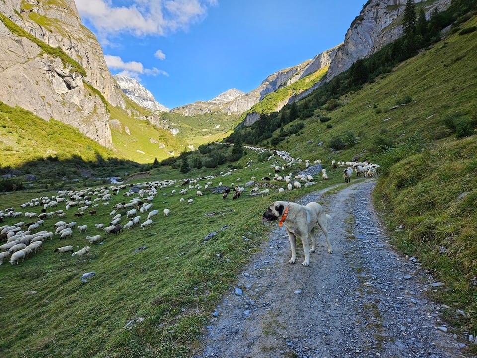 Alpabzug Graubünden Bargis