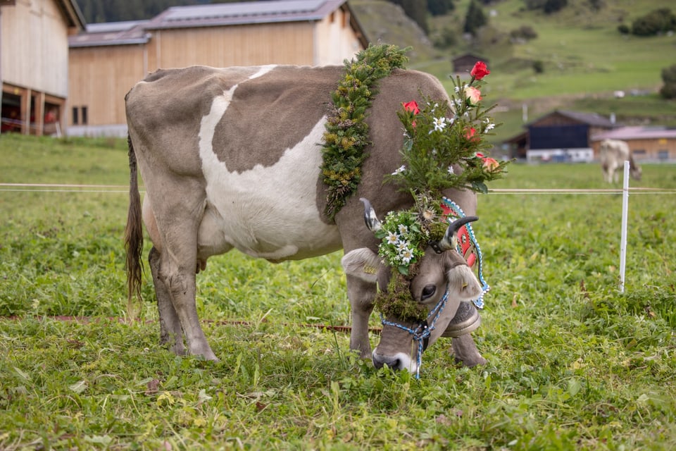 Alpabzug Graubünden Breil