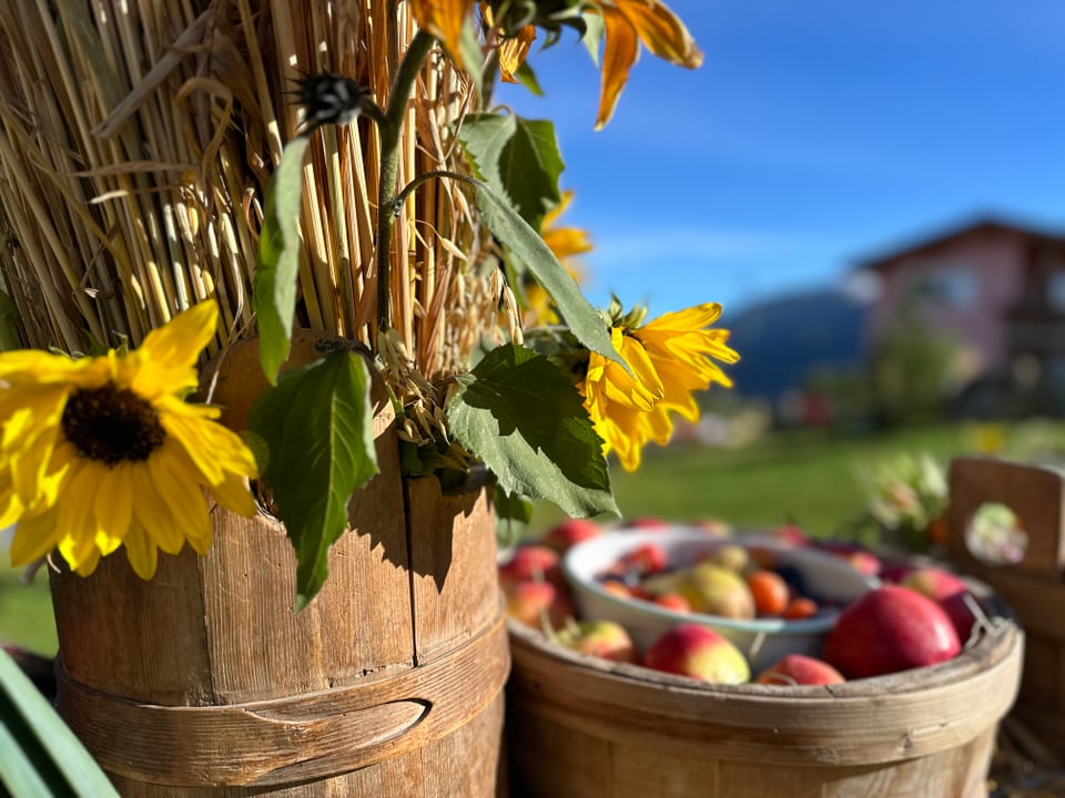 Sonnenblumen und Obstkörbe auf einem Landhof im Sonnenschein.