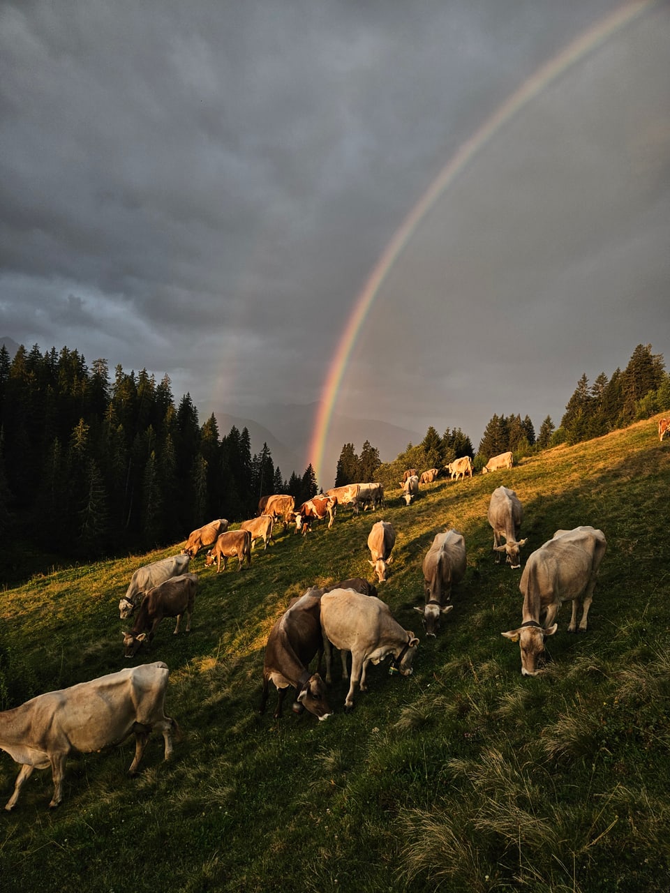 Kühe auf einer Wiese unter einem Regenbogen.