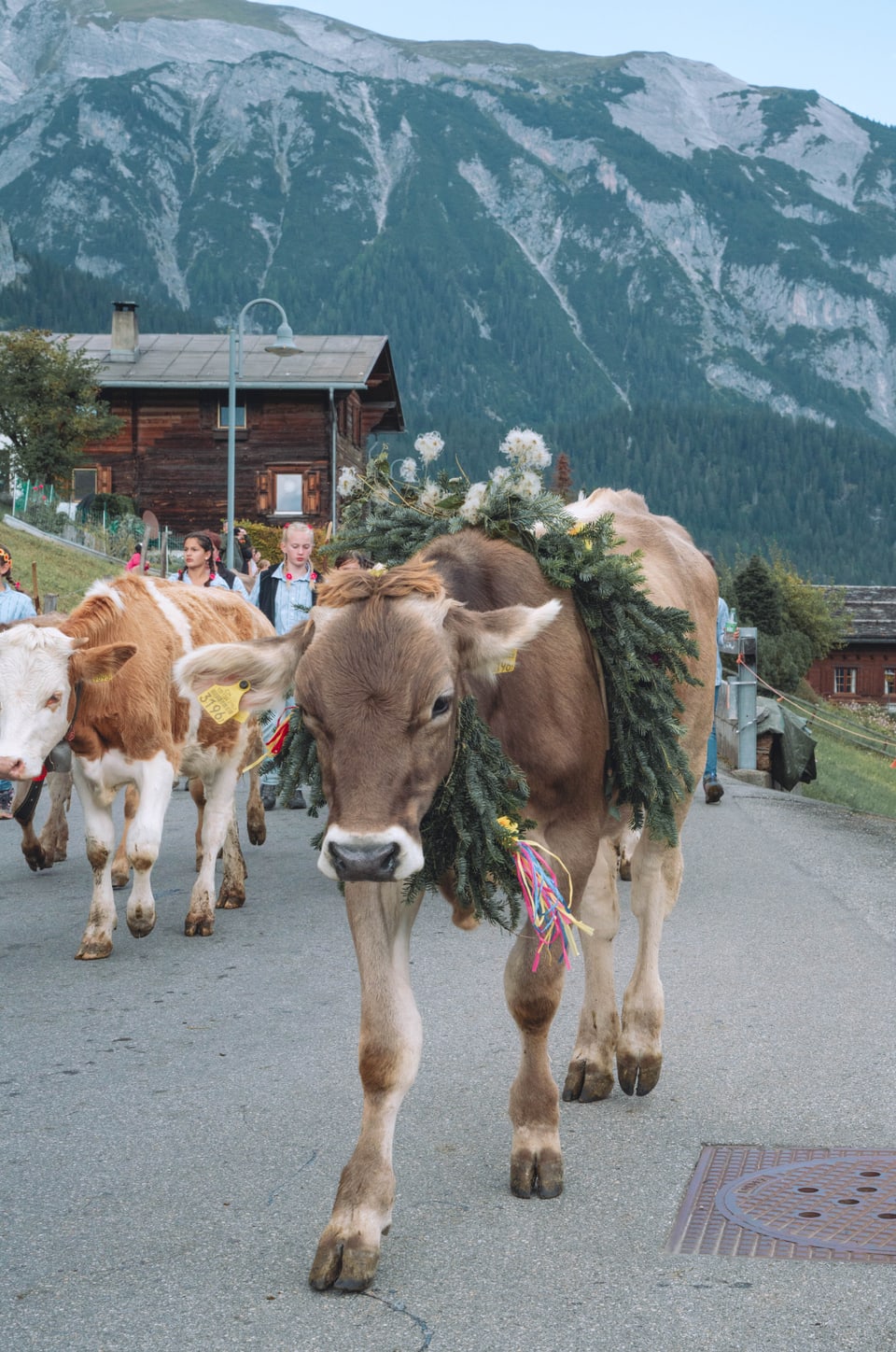 Alpabzug Graubünden Fidaz