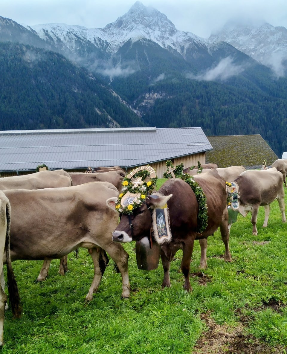 Alpabzug Graubünden Sent