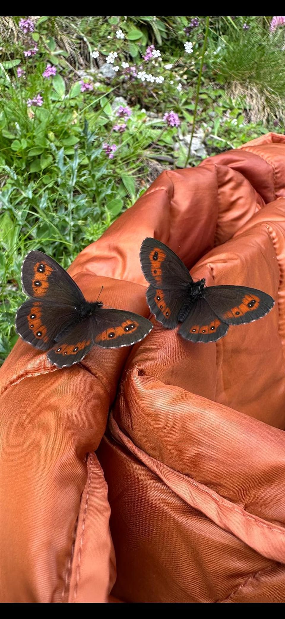 Zwei Schmetterlinge auf einer Jacke