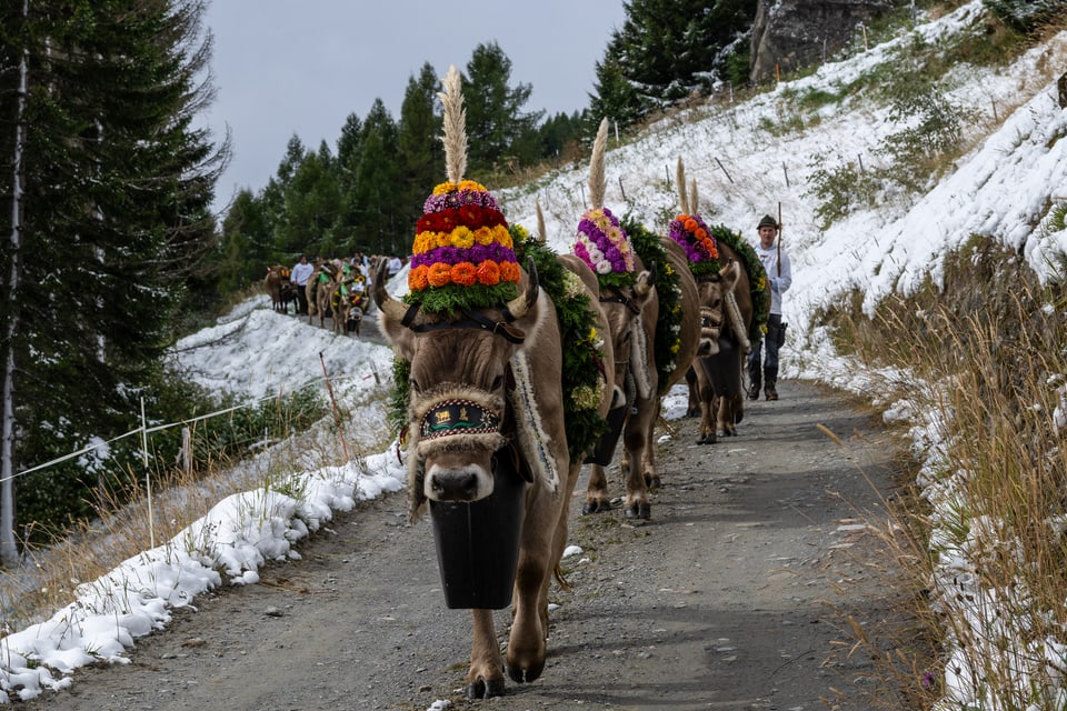 Alpabzug Graubünden Vals