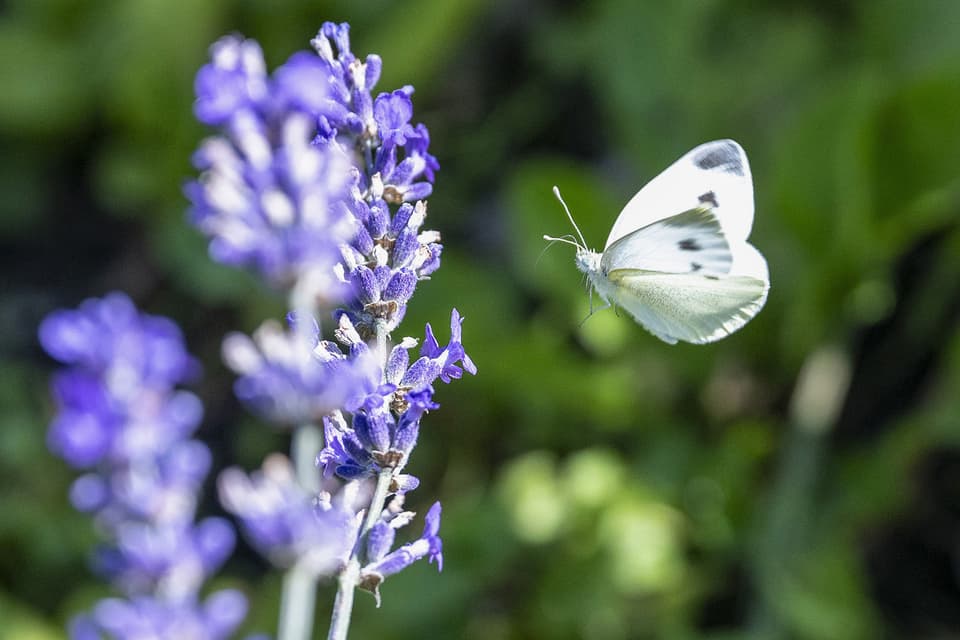 Schmetterling fliegt neben Lavendelblüten.