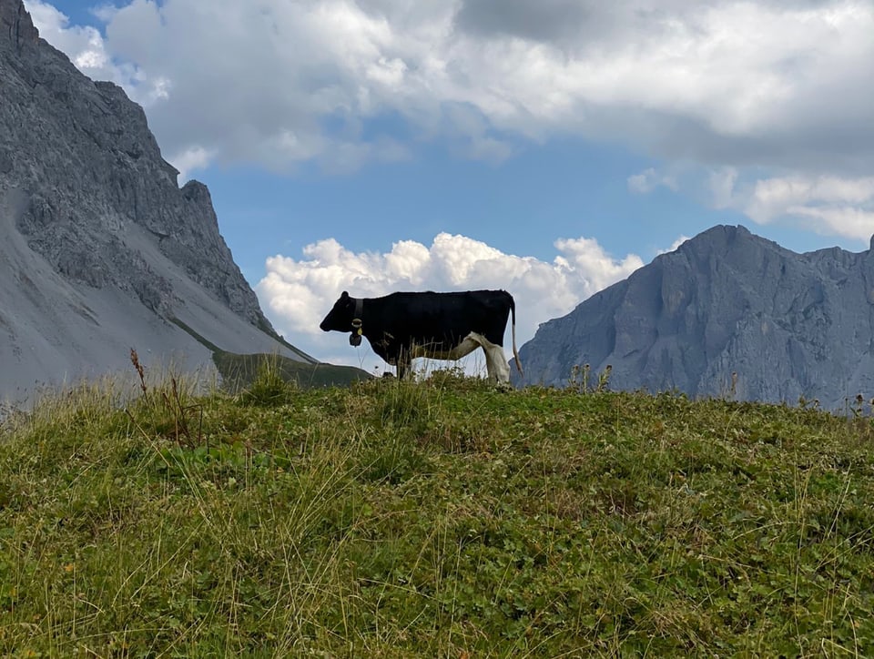 Kuh auf einer Almwiese mit Bergen im Hintergrund.