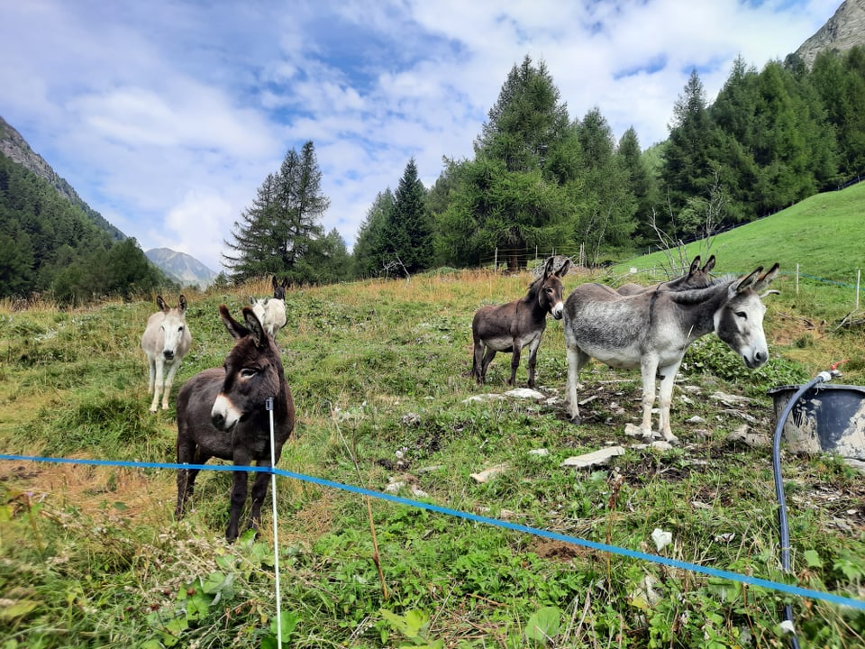 Eine Gruppe Esel auf einer Alp.