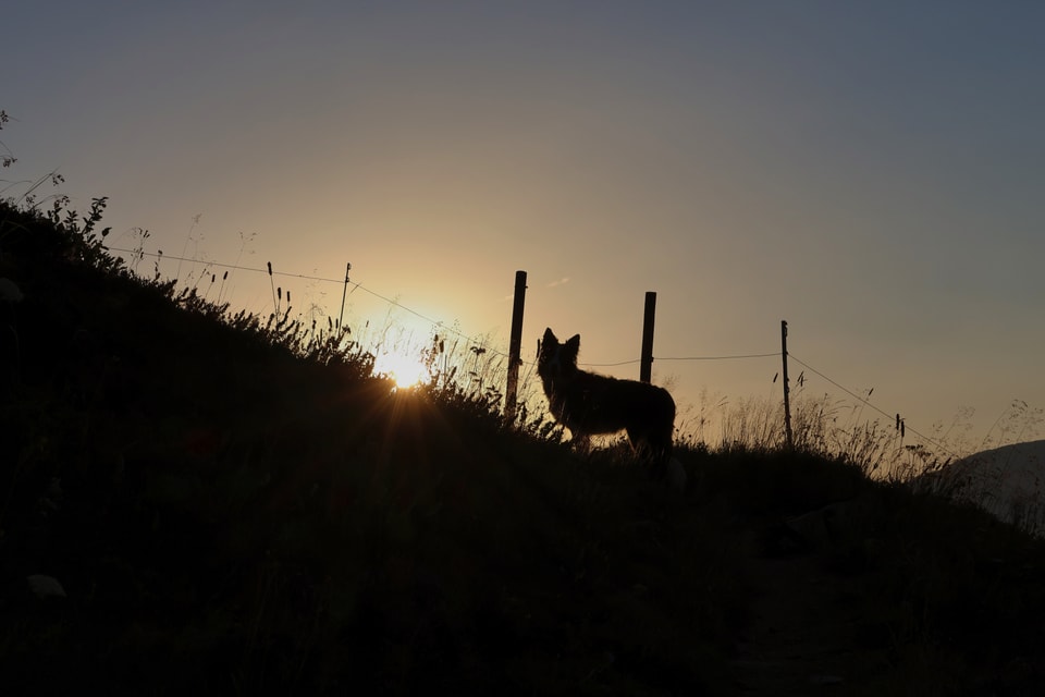 Tujetsch Sonnenuntergang und Border Collie