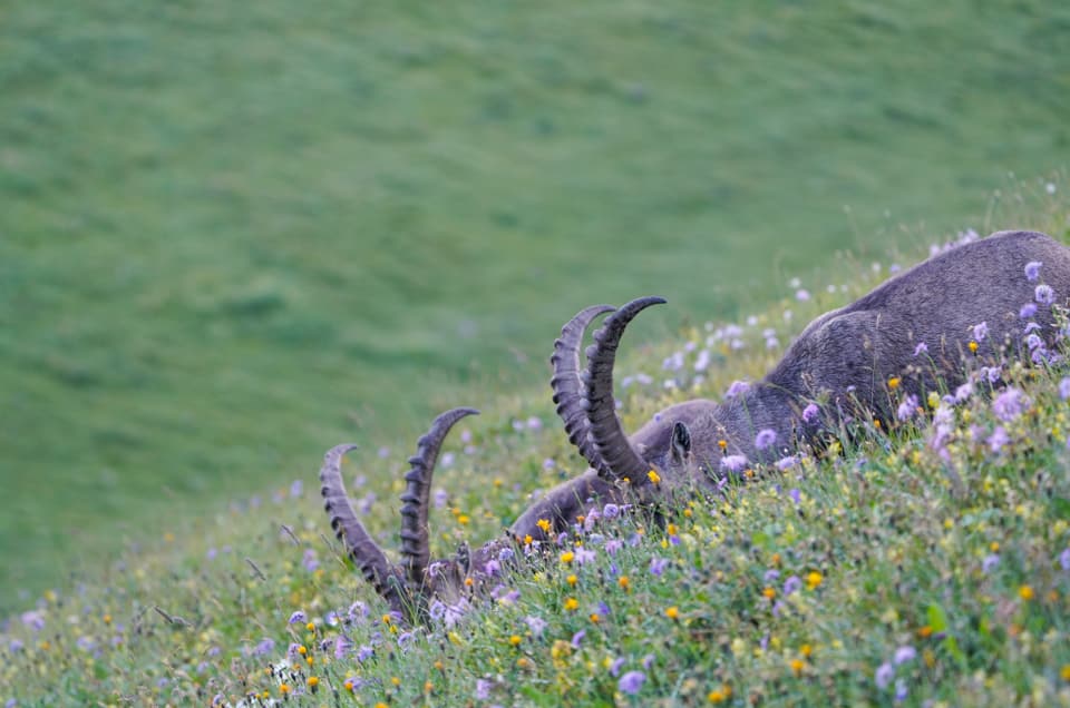 Steinbock mit grossen Hörnern im Blumenwiesengrund.