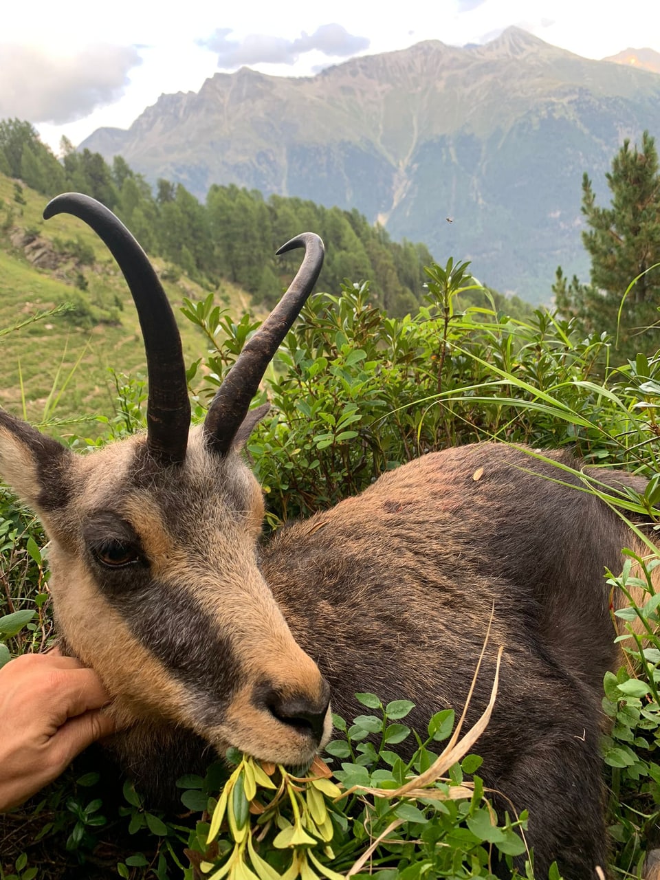 Geschossene Gämse vor Berglandschaft.