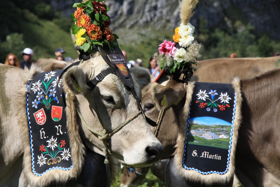 Alpabzug Graubünden Flimserstein