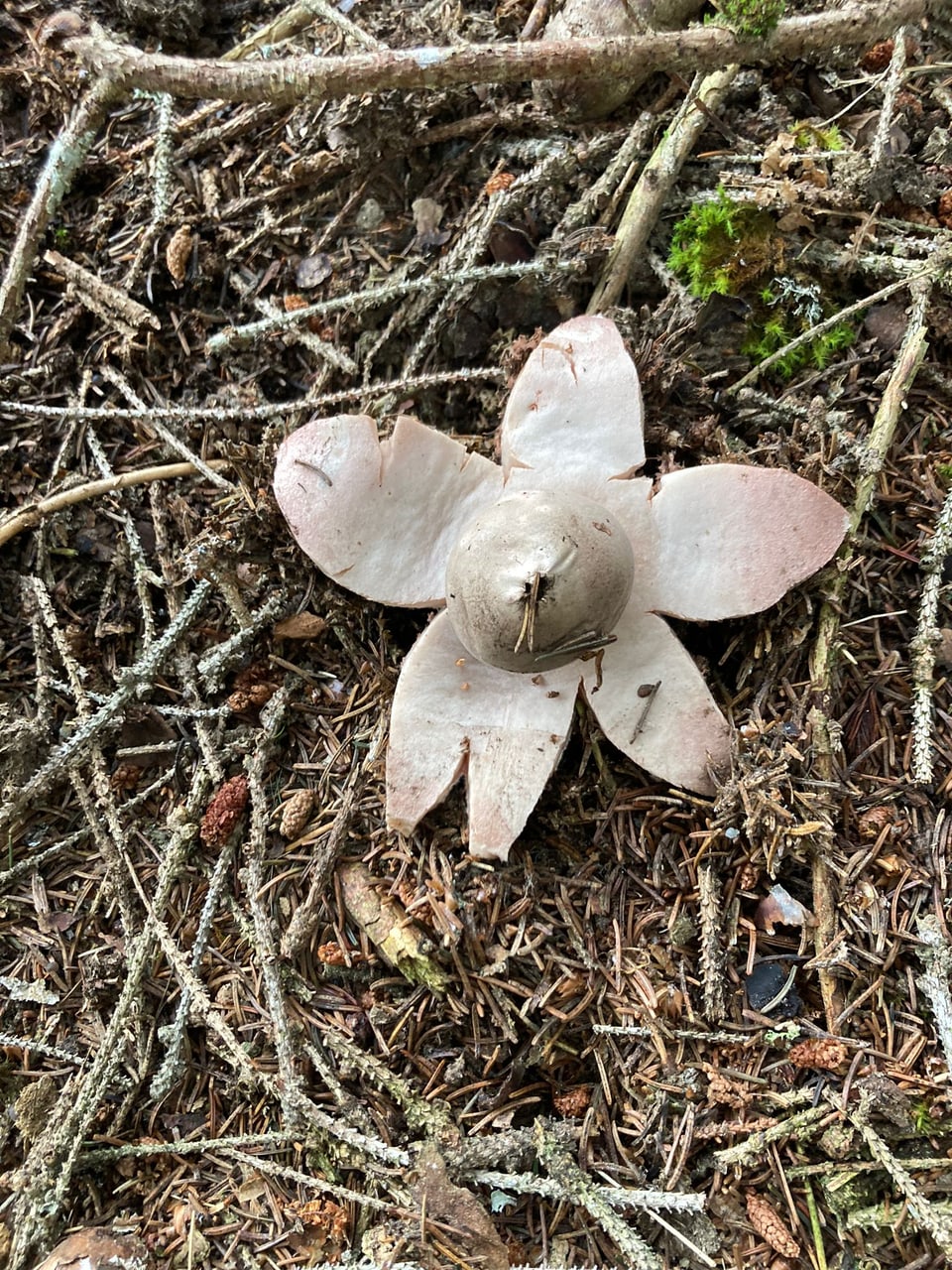 Pilz im Waldboden mit sternförmigen Blättern.