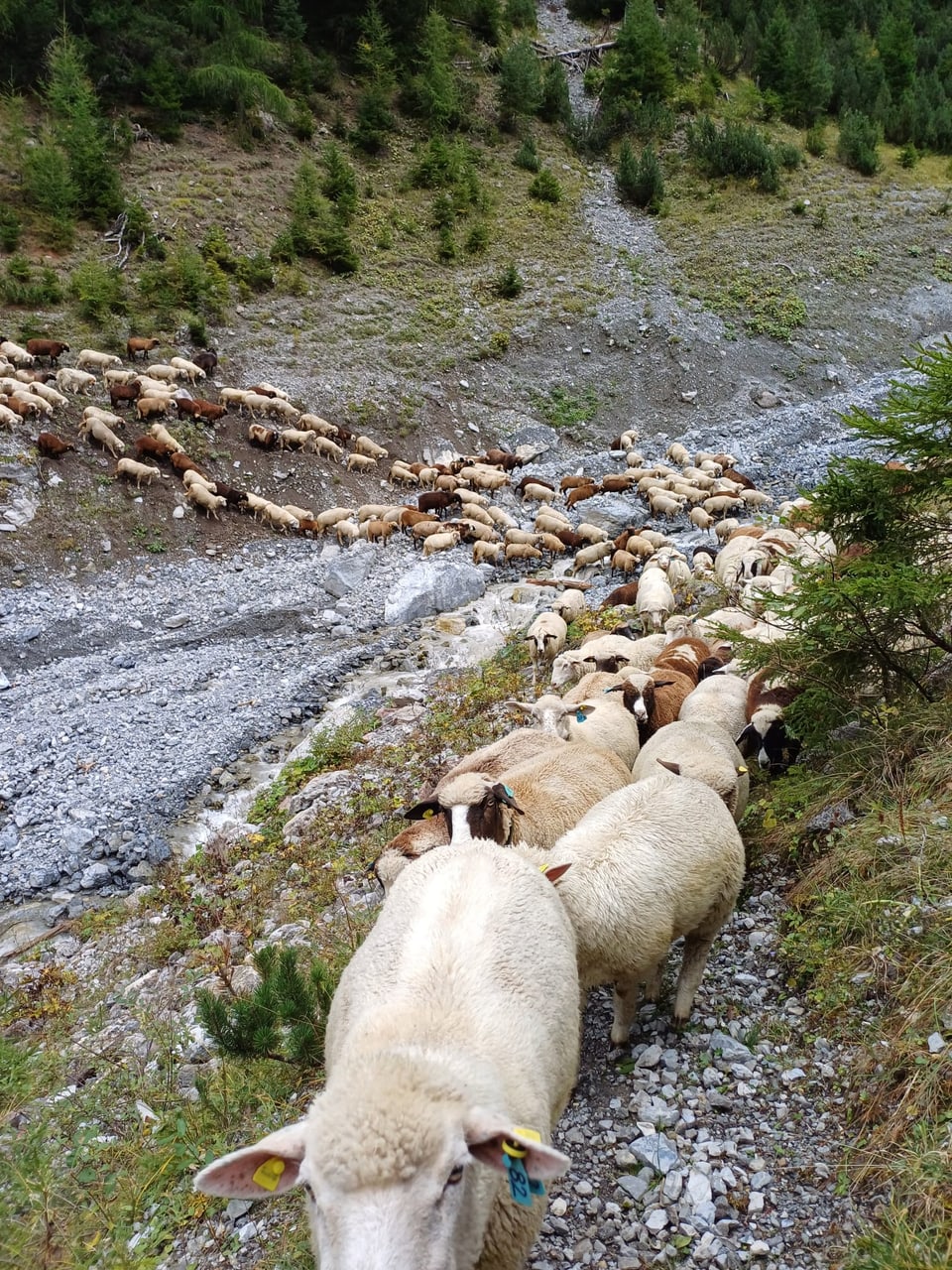 Alpabzug in Graubünden