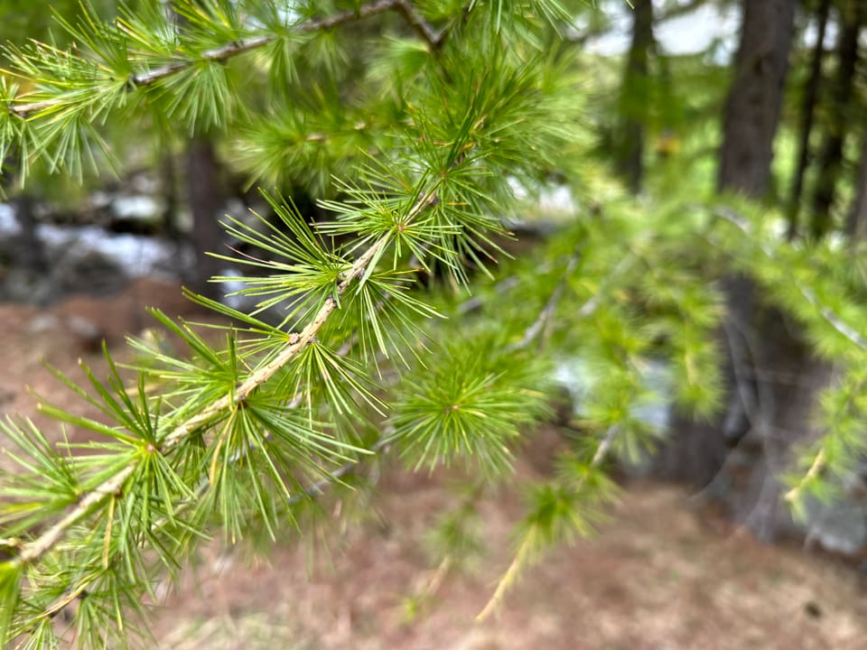 Nahaufnahme von grünen Tannennadeln im Wald.