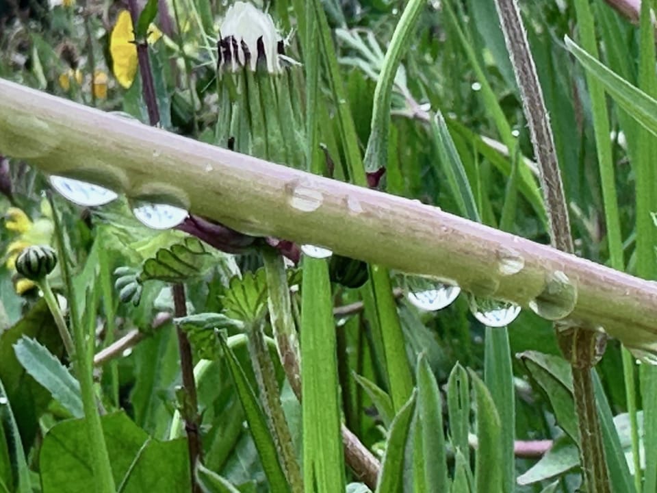 Wassertropfen auf einem Grasstängel in einer Wiese.
