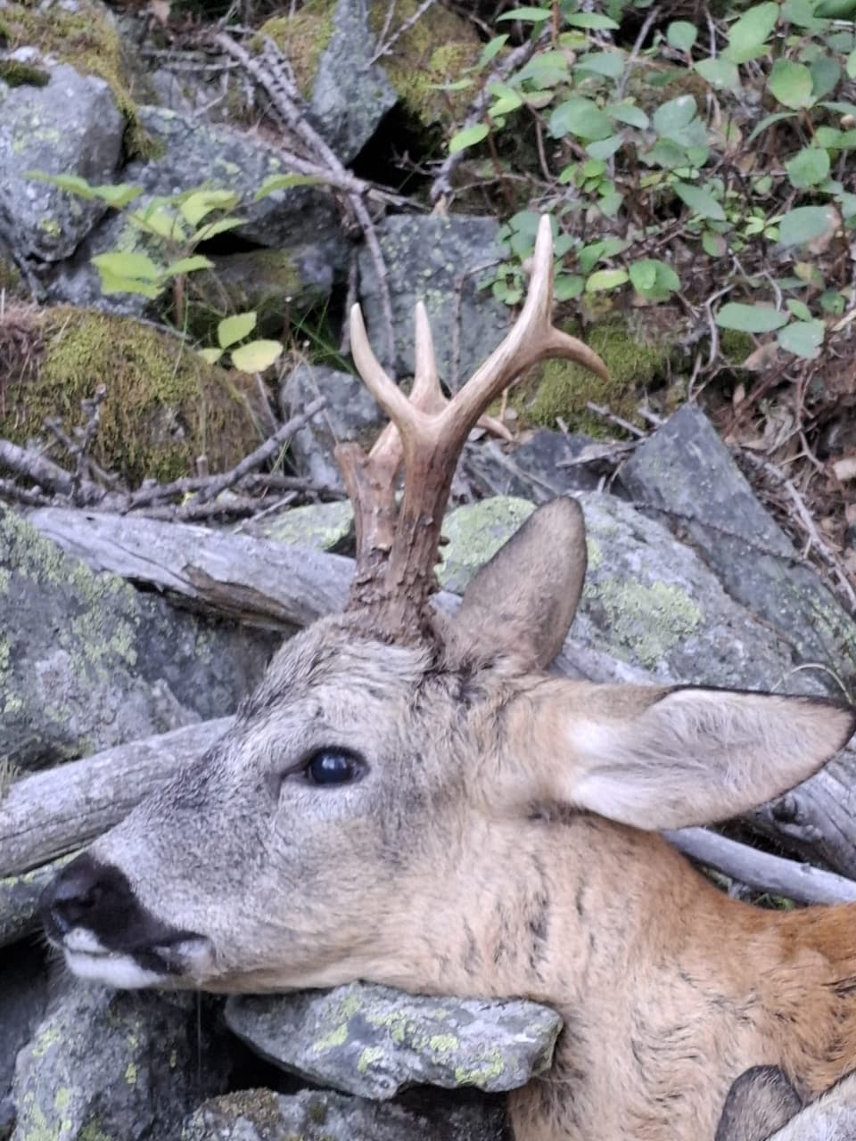 Rehkopf mit Geweih auf Steinen liegend im Wald.