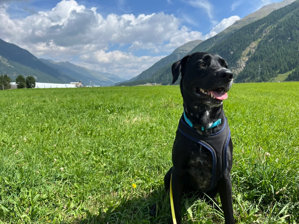 Schwarzer Hund auf grüner Wiese vor Bergkulisse.