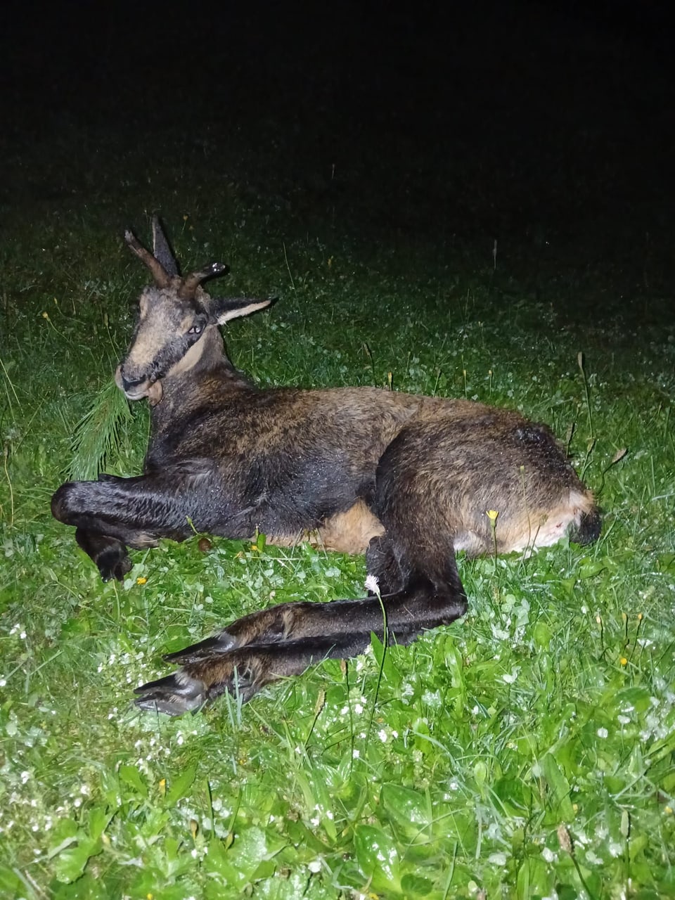 Liegender Steinbock auf einer Wiese bei Nacht.