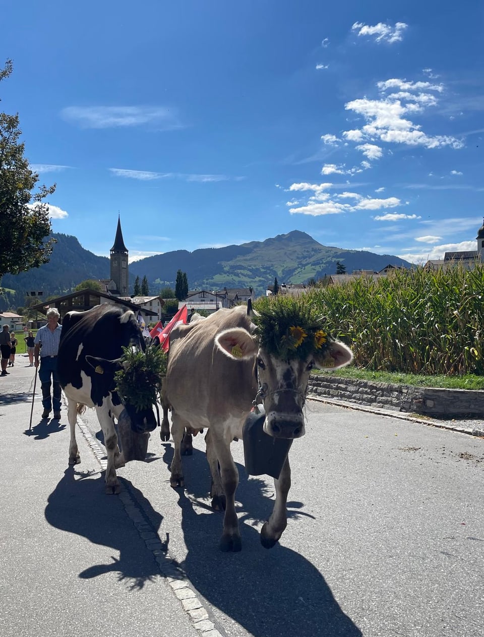 Alpabzug Graubünden Sagogn