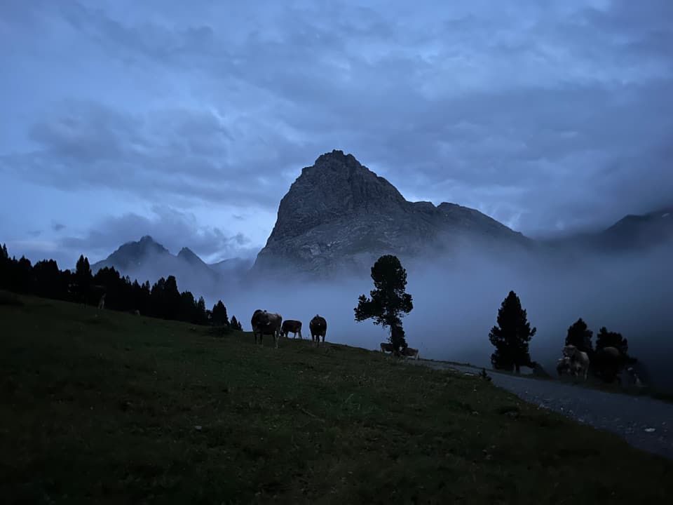 Berg im Nebel bei Dämmerung mit Kühen auf einer Wiese.