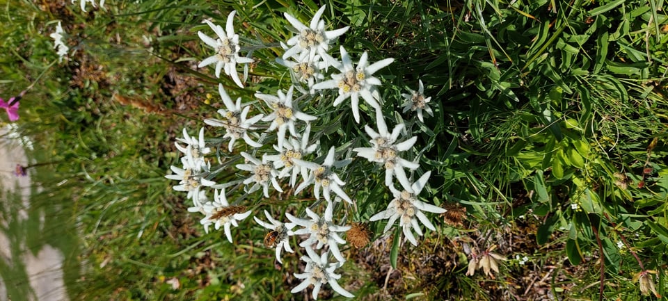 Weisse Alpen-Edelweiss-Blumen auf einer Wiese.