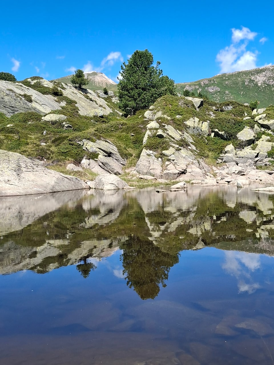 Eine Tanne spiegelt sich in einem Bergsee.