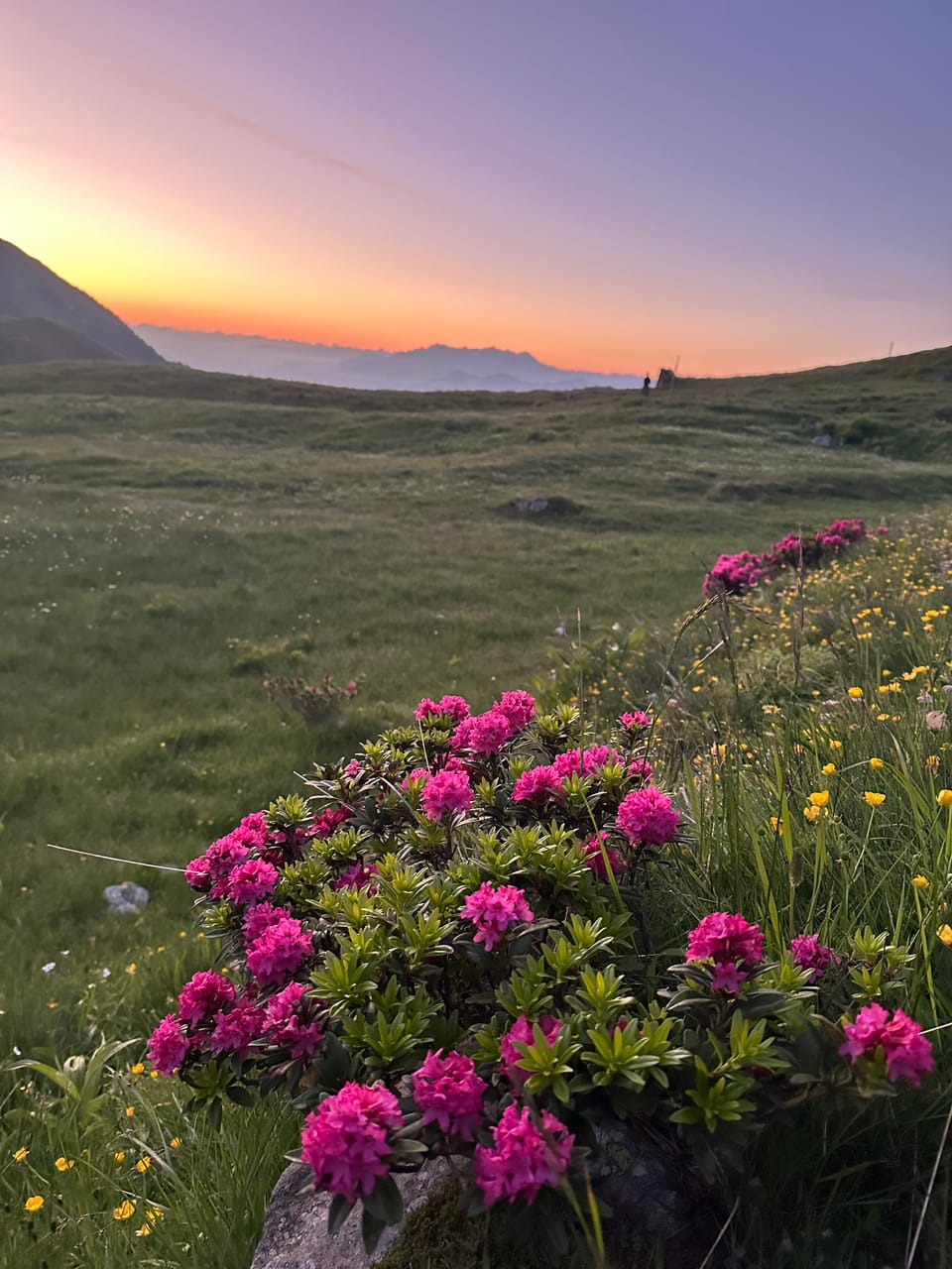 Alpenlandschaft mit rosa Blüten im Vordergrund bei Sonnenuntergang.