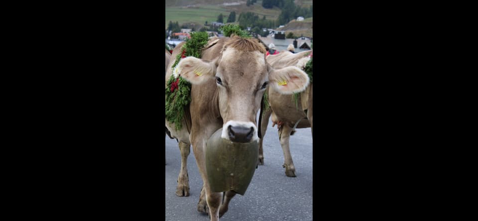 Alpabzug Graubünden Celerina