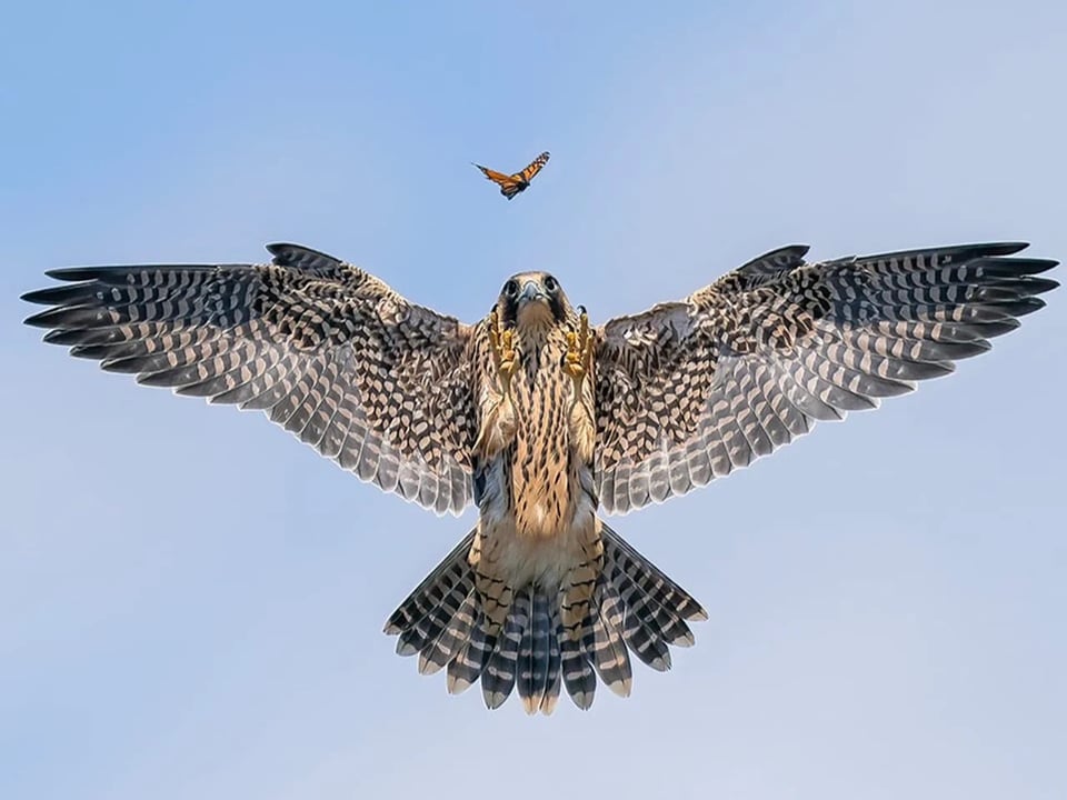 Fliegender Falke jagt Schmetterling.