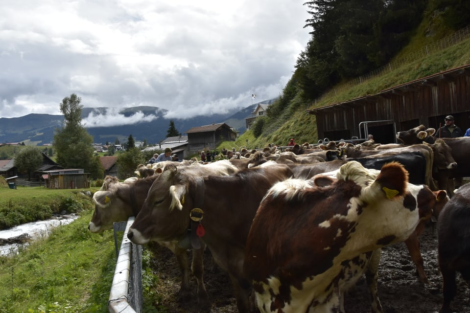 Alpabzug Graubünden Breil