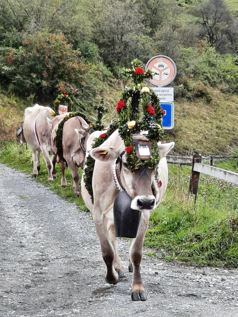 Alpabzug Graubünden Sent